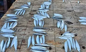Выловленная в Азовском море рыба. Фото пресс-службы АзНИИРХ