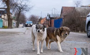 Бездомные собаки. Фото donnews.ru