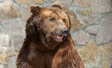 Медведь, фото для иллюстрации. Фото Вадима Ахметова, Ura.ru