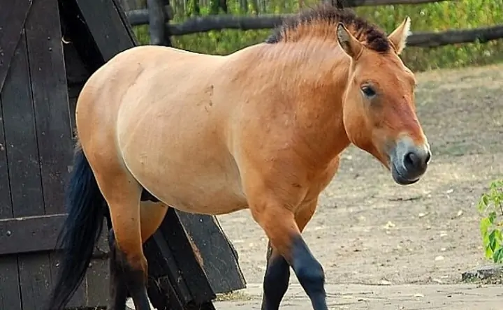 Лошадь Пржевальского. Фото пресс-службы Ростовского зоопарка