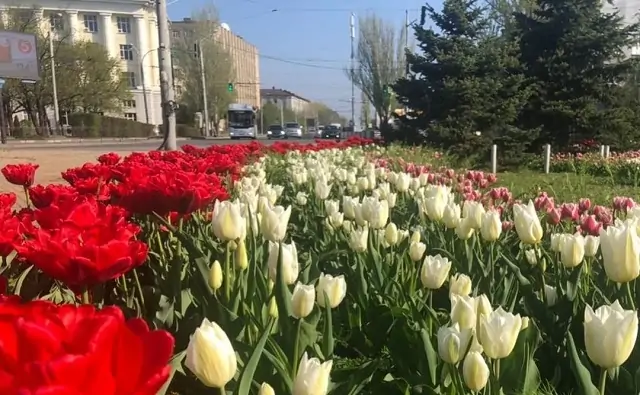 Тюльпаны в Ростове. Фото instagram.com/logvinenko_rnd