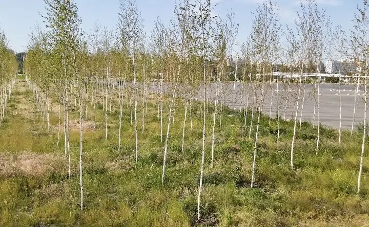 Саженцы. Фото пресс-службы ГК «ЮгСтройИнвест»
