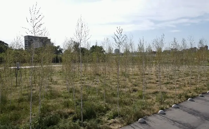 Саженцы. Фото пресс-службы ГК «ЮгСтройИнвест»