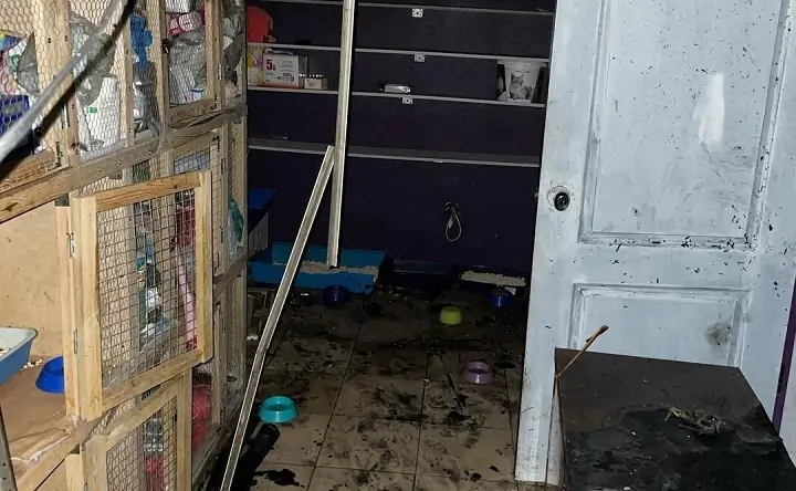 Последствия пожара в кафе «КОТЭдж». Фото instagram.com/kotocafe_kotedzh