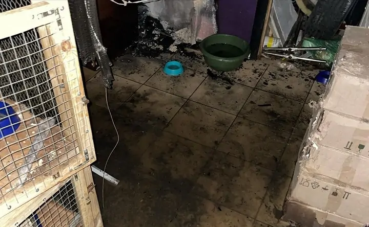 Последствия пожара в кафе «КОТЭдж». Фото instagram.com/kotocafe_kotedzh