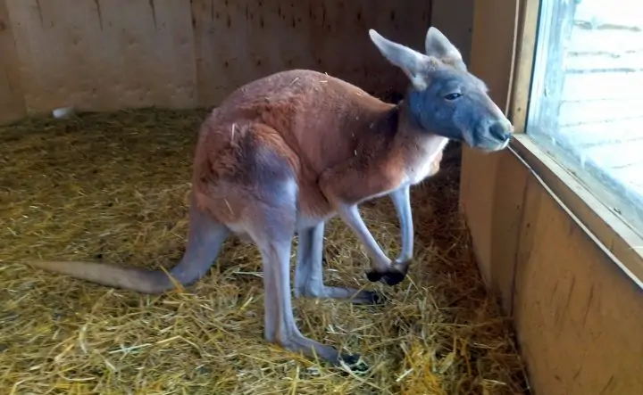 Рыжий кенгуру в парке «Малинки» без опаски едят с рук. Фото donnews.ru