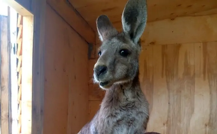 Кенгуру в парке «Малинки». Фото donnews.ru