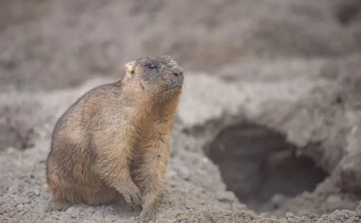 Байбака. Фото пресс-службы Ростовского зоопарка
