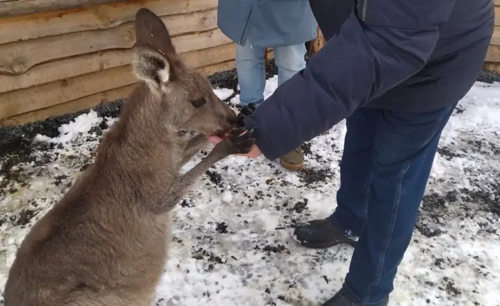 Кенгуру в парке «Малинки» без опаски едят с рук. Фото donnews.ru