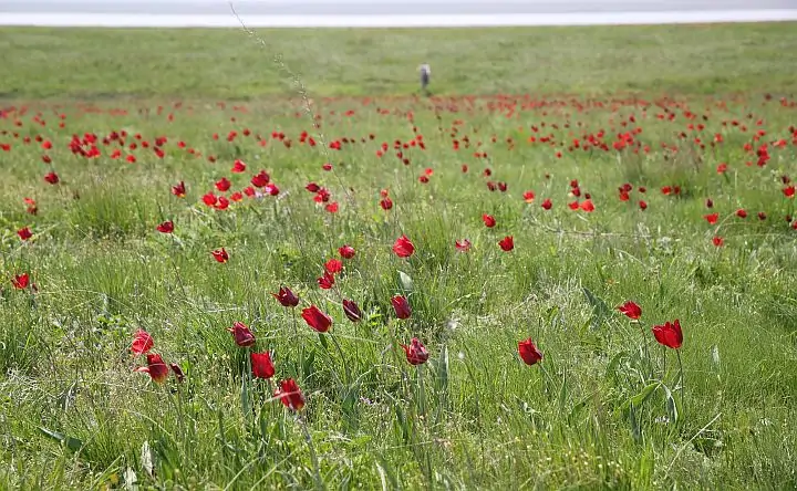 Тюльпаны в природном биосферном заповеднике «Ростовский». Фото donnews.ru