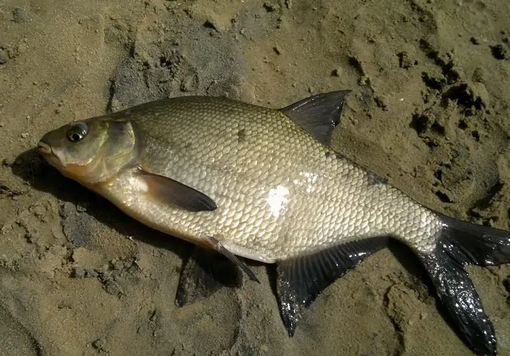 Лещ. Фото gas-kvas.com.