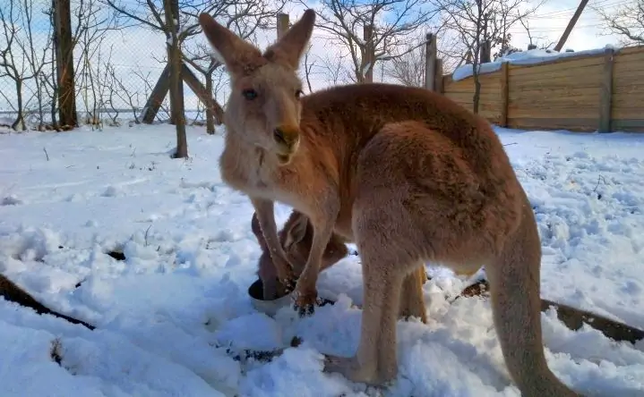 Кенгуру в парке «Малинки». Фото donnews.ru