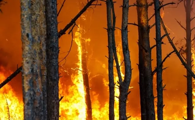 Ландшафтный пожар в Ростовской области. Фото Евгения Вдовина / 161.ru