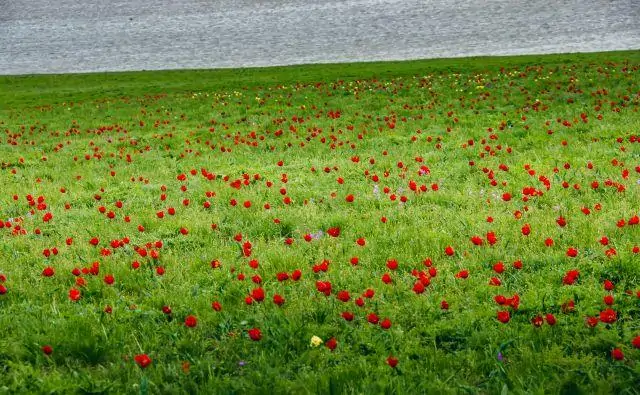 Фестиваль тюльпанов в Орловском районе. Фото donland.ru