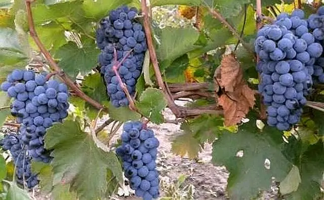Виноград в винодельне «Ведерниковъ». Фото donnews.ru