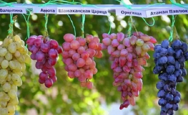 Автохтонные сорта винограда, фото ya.ru