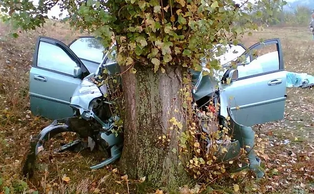Врезавшийся в дерево автомобиль. Фото gorobzor.ru