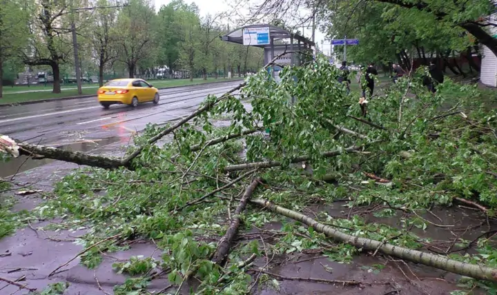 Ветер повалил дерево. Фото yandex.ru