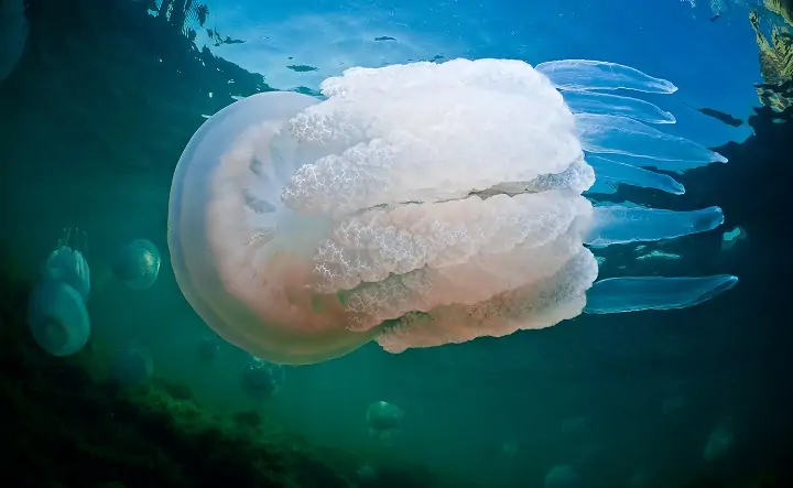 Медуза корнерот. Фото toptopkrym.ru.