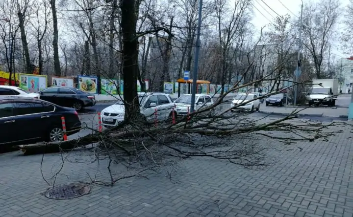 Упавшее дерево во время непогоды в Ростове. Фото rostov-gorod.ru