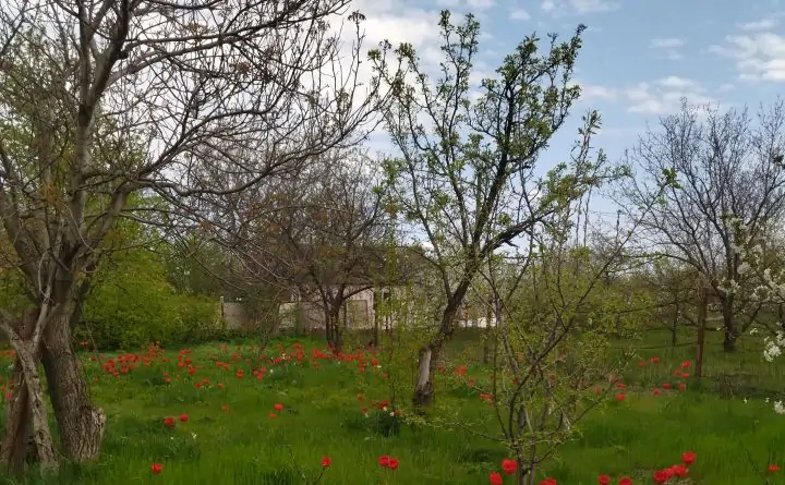 Весенний сад. Фото donnews.ru