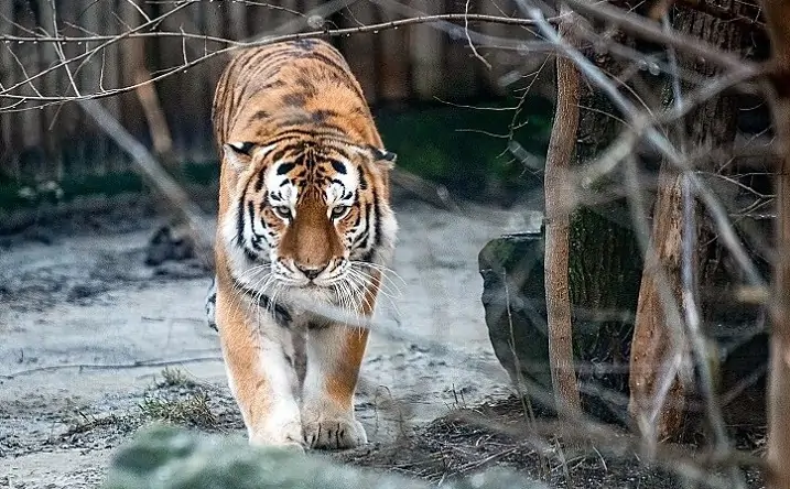 В ростовском зоопарке с 1 января почти вдвое выросла цена за вход