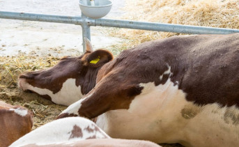 Росту производства молока в Ростовской области помешал коровий лейкоз