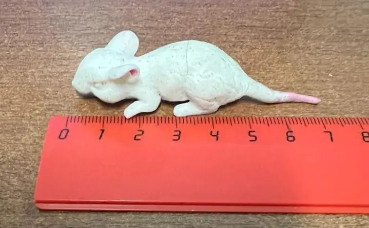 Мышь, которую достали из желудка ребёнка. Фото из telegram-канала Алексея Логвиненко