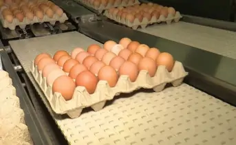 Производство яиц на Таганрогской птицефабрике. Скрин с видео Дон-ТР.