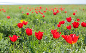 На полуострове диких тюльпанов в Ростовской области появился высокоскоростной мобильный интернет