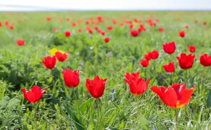 Дикие тюльпаны. Фото rostov-gorod.ru