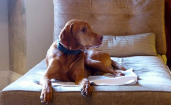 В отпуск с собакой: эксперты посоветовали, как подобрать жильё, отправляясь на отдых с животным