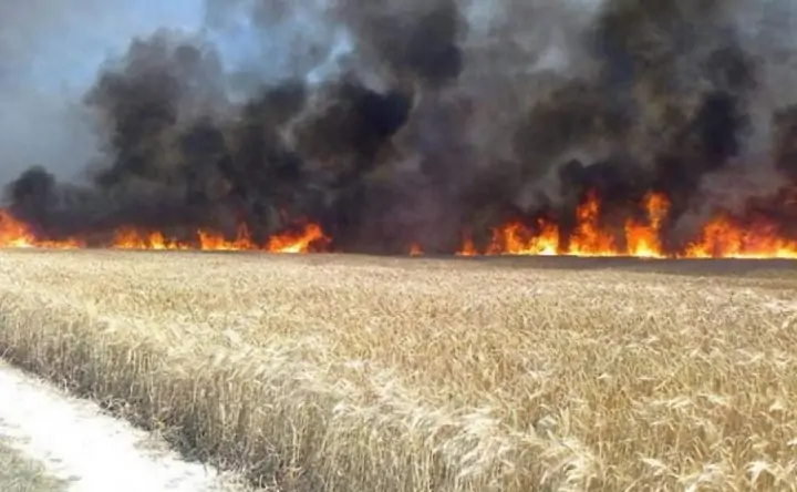 Горит поле пшеницы. Фото kurskcity.ru