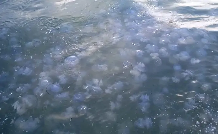 Обилие медуз в Азовском море. Фото azniirkh.vniro.ru.