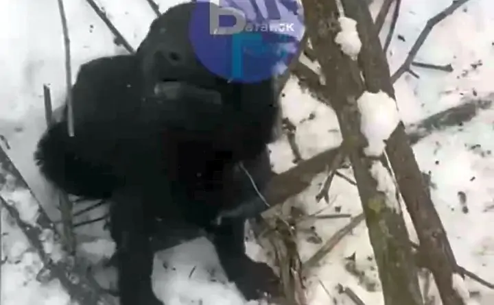 Привязанный к дереву щенок. Скриншот с видео «Батайск город»