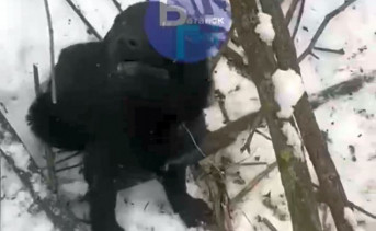 В Батайске живодёры привязали щенка к дереву и оставили умирать на морозе