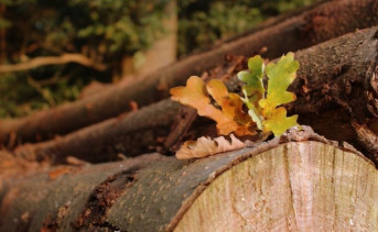 Жителю Батайска грозит до 7 лет тюрьмы за срубленное дерево
