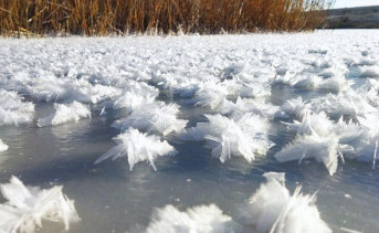 Водоём в Ростовской области покрылся редкими «ледяными цветами»
