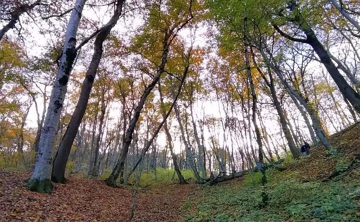 Осенний лес. Фото donnews.ru