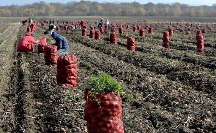 Уборка урожая картофеля в России. Фото donnews.ru