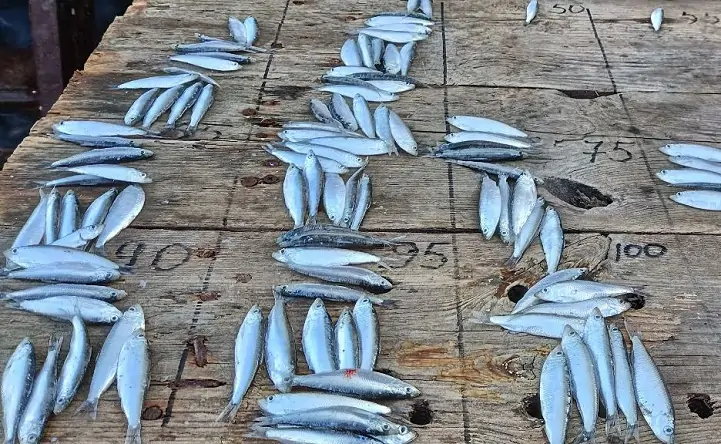 Выловленная в Азовском море рыба. Фото пресс-службы АзНИИРХ