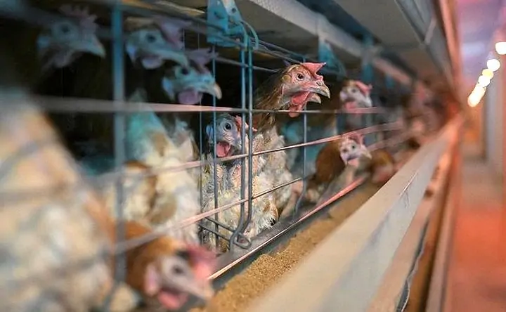 Курицы. Фото Александра Кряжева/РИА Новости