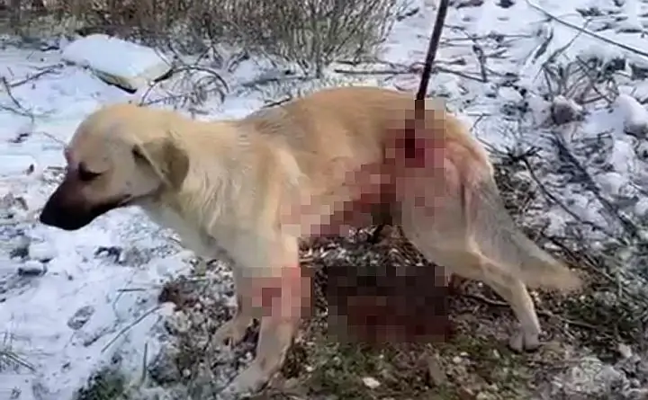 Собака, пострадавшая от рук живодёра. Фото из соцсети