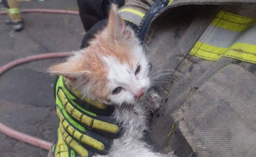 В Ростове из горящей квартиры спасли пятерых котят