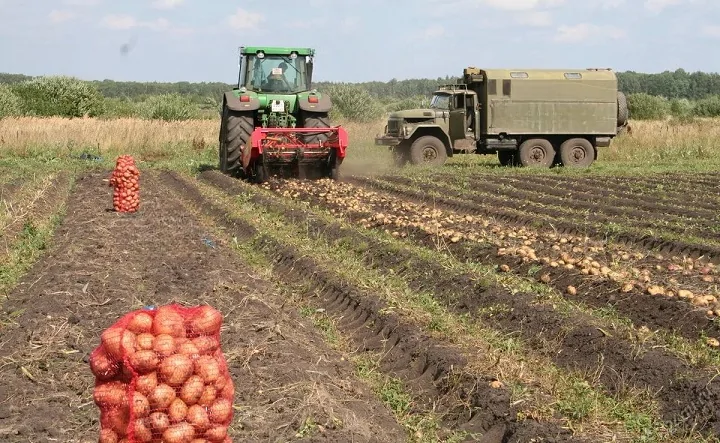 Уборка картофеля в России. Фото donnews.ru.