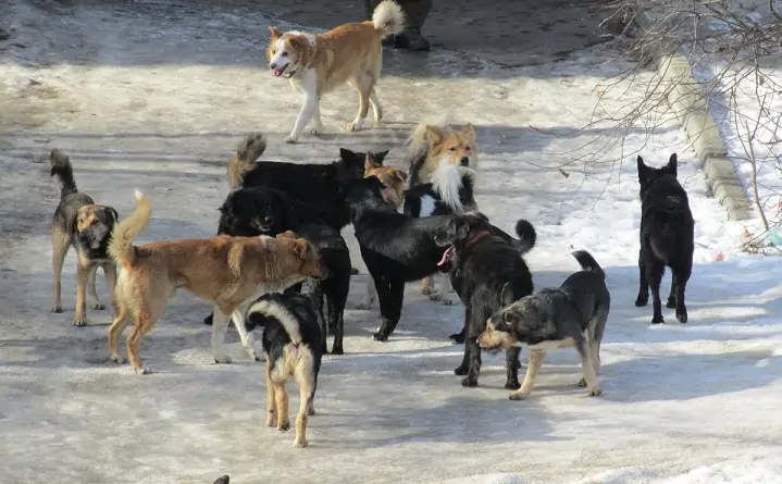 Бездомные собаки. Фото big-rostov.ru