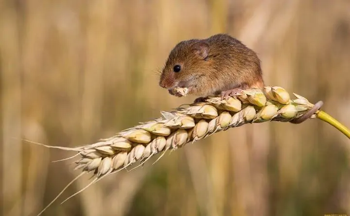 Полёвка ест зерно. Фото orbsteppe.ru