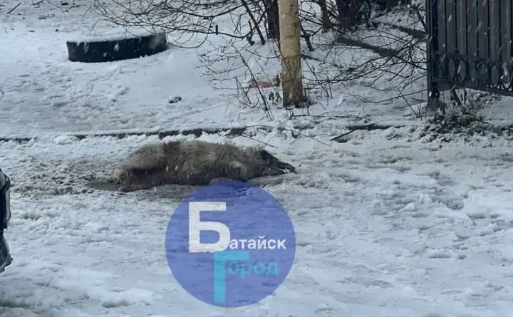 Убитая собака. Фото из telegram-канала «Батайск город»