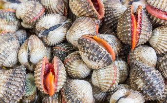 Ростовские учёные оценили запасы завезённого из Азии в Азовское море съедобного моллюска в 20 млн тонн