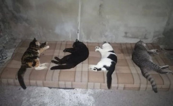 В Батайске неизвестный отравил четырёх домашних кошек